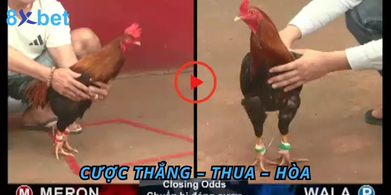 Đá Gà Thomo 8Xbet – Sân Chơi Đỉnh Cao Cho Anh Em Đam Mê 5 Cược Thắng – Thua – Hòa